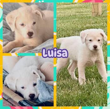 Luisa -  Labrador Retriever Dog for Adoption in Ringwood, New Jersey - Luisa | PetCurious