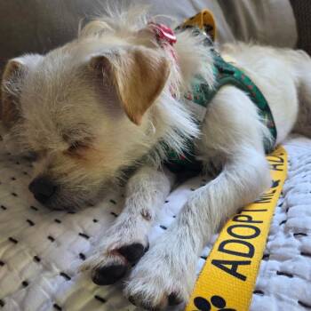 Possum -  Wirehaired Terrier and Mixed Breed Dog for Adoption in North Charleston, South Carolina - Possum | PetCurious