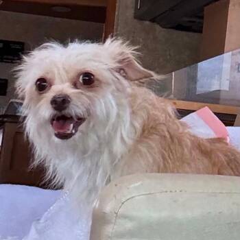 Nyla OS NV -  Yorkshire Terrier and Mixed Breed Dog for Adoption in Las Vegas, Nevada - Nyla OS NV | PetCurious