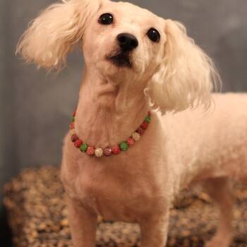 Kiki -  Maltipoo Dog for Adoption in Yukon, Oklahoma - Kiki | PetCurious