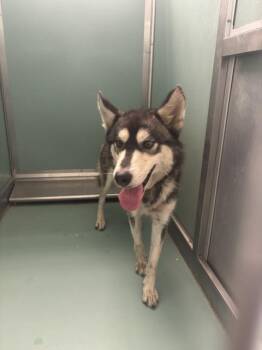 GINGER -  Siberian Husky and Mixed Breed Dog for Adoption in Moreno Valley, California - GINGER | PetCurious