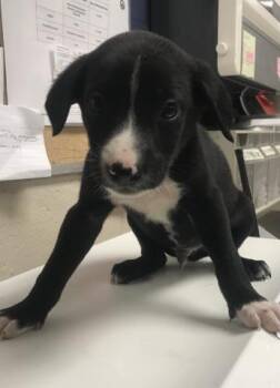 Border Collie and Labrador Retriever Dogs Available for Adoption in Conroe, Texas - KOLE | PetCurious