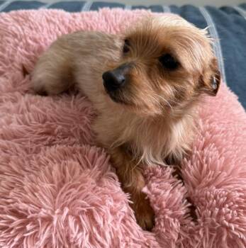 Chihuahua and Terrier Dogs Available for Adoption - Rusty | PetCurious