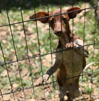 Dachshund Dogs Available for Adoption in Lutz, Florida - Bobby | PetCurious