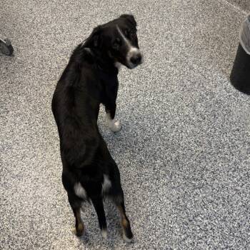 Wiley -  Collie and Australian Cattle Dog Blue Heeler Dog for Adoption in Great Falls, Montana - Wiley | PetCurious