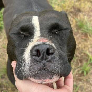 Pit Bull Terrier and Mixed Breed Dogs Available for Adoption in Greenville, South Carolina - Mirage | PetCurious