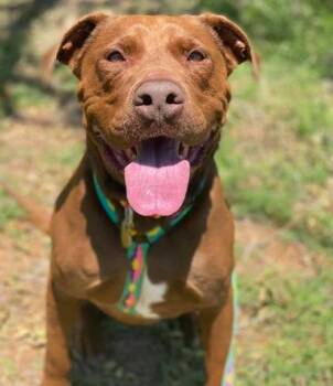 Rescue Labrador Retriever and Pit Bull Terrier Dogs for Adoption in Lubbock, Texas - Zena | PetCurious