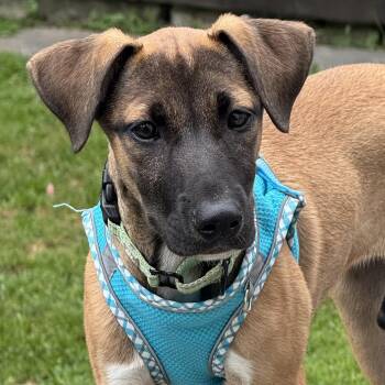 Brisa -  Dachshund Dog for Adoption in Albany, New York - Brisa | PetCurious