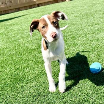 Jolene -  Hound Dog for Adoption in La Grange, Kentucky - Jolene | PetCurious