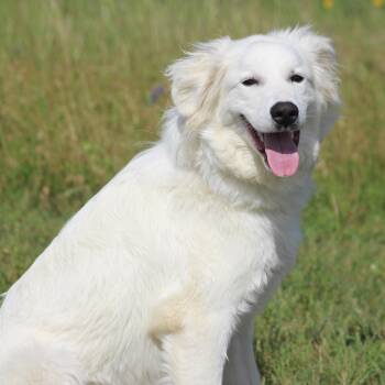 Great Pyrenees and Golden Retriever Dogs Available for Adoption in Houston, Texas - Hogan The Hero | PetCurious