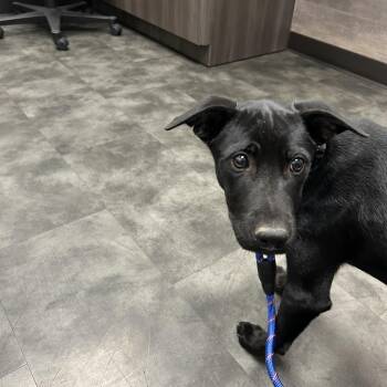 Rescue Terrier Dogs for Adoption in Farmington, Minnesota - Fred | PetCurious