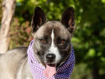 Rescue Australian Cattle Dog Blue Heeler Dogs for Adoption in San Andreas, California - Whisper | PetCurious