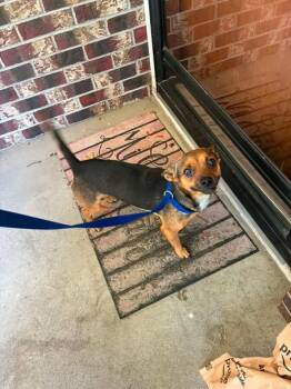 Felix -  Chihuahua Dog for Adoption in Manhattan, Kansas - Felix | PetCurious