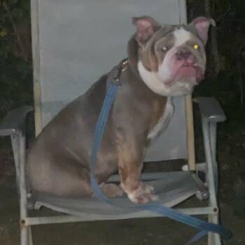 English Bulldog Dogs Available for Adoption in Vineland, New Jersey - Rubble | PetCurious