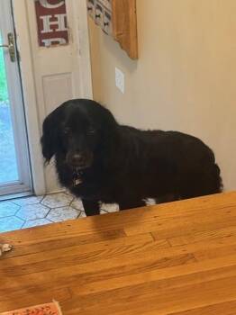 Spaniel Dogs Available for Adoption in Chelsea, Michigan - Available For Adoption - Clelia (NY, USA) | PetCurious
