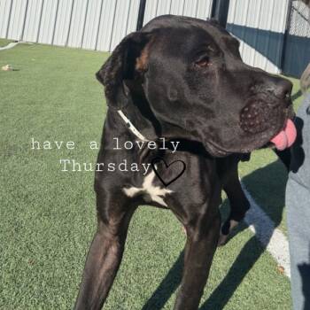 Rescue Mixed Breed Dogs for Adoption in Memphis, Tennessee - Big Boy | PetCurious