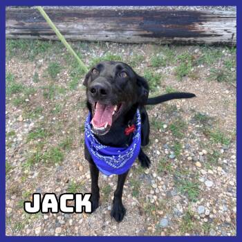 Jack *STRAY* -  German Shepherd Dog and Mixed Breed Dog for Adoption in Glenwood, Minnesota - Jack *STRAY* | PetCurious