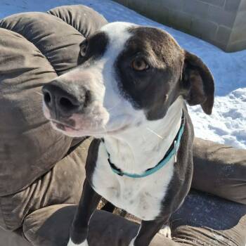 Hound Dogs Available for Adoption - Willow | PetCurious