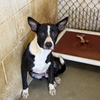 Rowdy -  Terrier Dog for Adoption in Senatobia, Mississippi - Rowdy | PetCurious