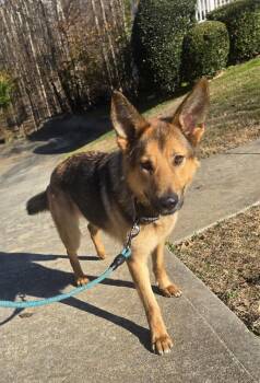 German Shepherd Dog Dogs Available for Adoption - Bella | PetCurious