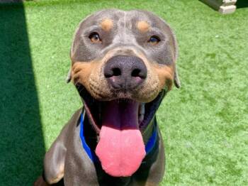 SAVE ME PLEASE Oats - IDA552255 -  Rottweiler and Weimaraner Dog for Adoption in San Marcos, California - SAVE ME PLEASE Oats - IDA552255 | PetCurious