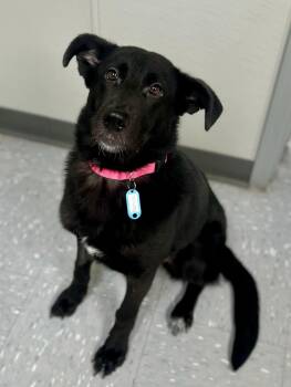 German Shepherd Dog and Labrador Retriever Dogs Available for Adoption - Nashville | PetCurious