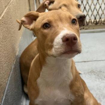 Walker -  Mixed Breed Dog for Adoption in Bend, Oregon - Walker | PetCurious