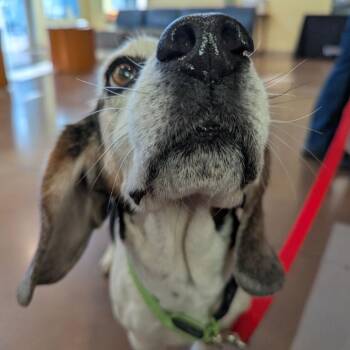 Beagle Dogs Available for Adoption - Frankie | PetCurious