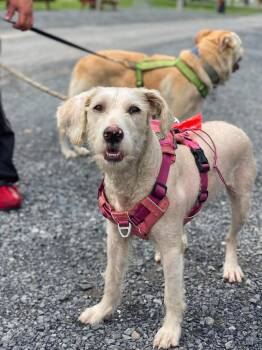 Winter -  Golden Retriever and Poodle Dog for Adoption in Lewistown, Pennsylvania - Winter | PetCurious