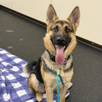 Lyla -  German Shepherd Dog Dog for Adoption in Pasadena, California - Lyla | PetCurious