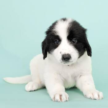 Sparkler -  Mixed Breed Dog for Adoption in Franklin, Tennessee - Sparkler | PetCurious