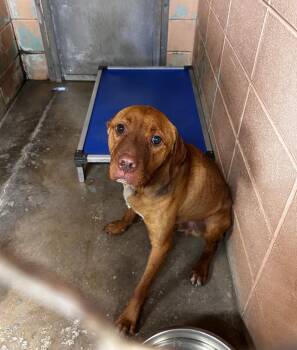 Bongo -  Pit Bull Terrier Dog Available for Adoption in Gautier, Mississippi - Bongo | PetCurious