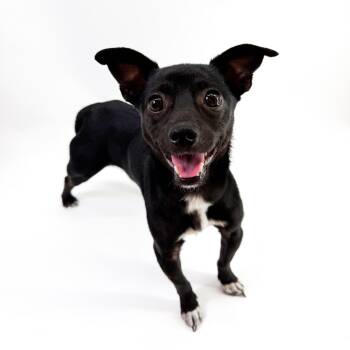 Rescue Chihuahua Dogs for Adoption in Scottsdale, Arizona - Hatcher | PetCurious