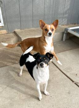 Jack Russell Terrier and Mixed Breed Dogs Available for Adoption - Becerra | PetCurious
