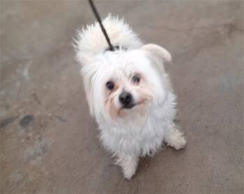 Mixed Breed Dogs Available for Adoption - NIMBUS | PetCurious