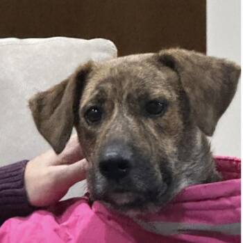 Labrador Retriever Dogs Available for Adoption in Houston, Texas - Lola : A Tragic Story Of A Mama Dog | PetCurious