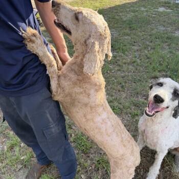 Goldendoodle Dogs Available for Adoption in Tampa, Florida - Minnie BONDED WITH TOODLES | PetCurious
