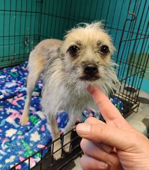 Terrier Dogs Available for Adoption in New Lexington, Ohio - Violet #98 | PetCurious