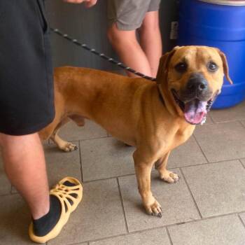 Brutus Stray Hold 8/15 -  Mixed Breed Dog for Adoption in Huntington, West Virginia - Brutus Stray Hold 8/15 | PetCurious