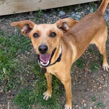 Mixed Breed Dogs Available for Adoption in Fredericksburg, Virginia - Anzu | PetCurious