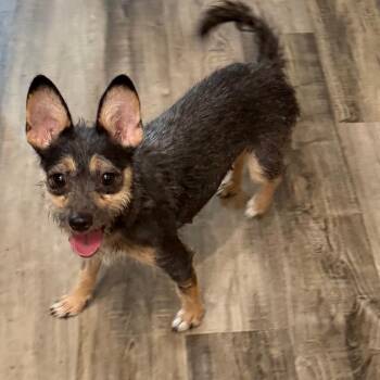 Xochitl -  Terrier and Mixed Breed Dog for Adoption in Las Vegas, Nevada - Xochitl | PetCurious
