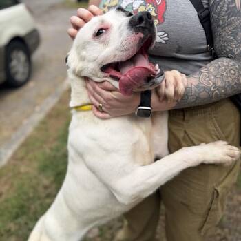 Marlin -  Pit Bull Terrier and Shepherd Dog for Adoption in Petersburg, Virginia - Marlin | PetCurious