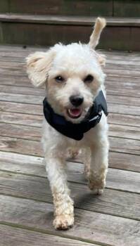 Teddy -  Maltese Dog for Adoption in Matthews, North Carolina - Teddy | PetCurious