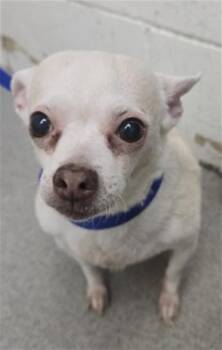 LOURDES -  Chihuahua and Mixed Breed Dog for Adoption in San Bernardino, California - LOURDES | PetCurious