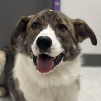 Ella -  Collie and Shepherd Dog for Adoption in Toronto, Ontario - Ella | PetCurious
