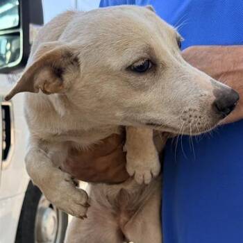 La Chaparra -  Chihuahua and Mixed Breed Dog for Adoption in San Antonio, Texas - La Chaparra | PetCurious