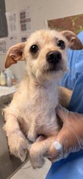Courtney -  Terrier and Mixed Breed Dog for Adoption in San Antonio, Texas - Courtney | PetCurious
