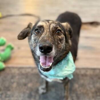 Bronco Pupusa Gentle Loverboy -  German Shepherd Dog and Plott Hound Dog for Adoption in Friendswood, Texas - Bronco Pupusa Gentle Loverboy | PetCurious