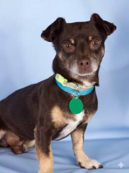 Munchkin -  Chihuahua Dog for Adoption in Gilbert, Arizona - Munchkin | PetCurious