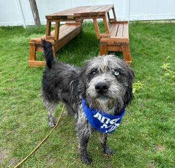 Bernese Mountain Dog and Poodle Dogs Available for Adoption in Logan, Utah - Maui | PetCurious